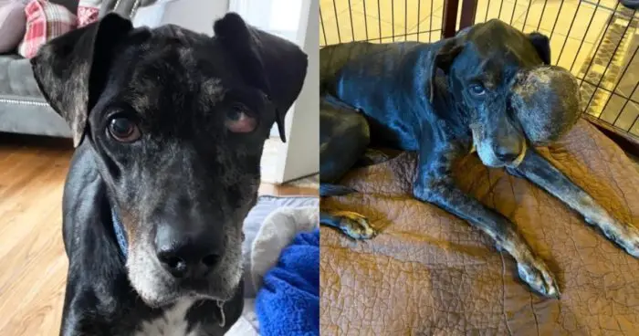 Gus: A Story of Love, Resilience, and a Second Chance at Life