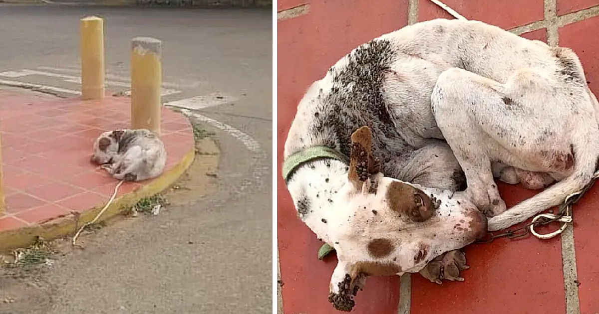 A Lonely Dog’s Fight for Hope on His Birthday