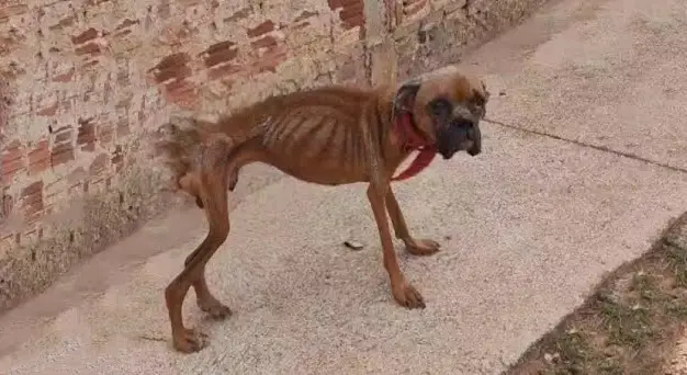 Felix’s Journey: From Skin and Bone to a New Life