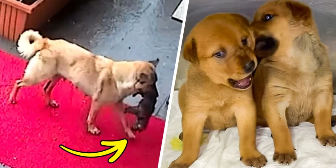 Watch the Heartbreaking Video of a Stray Dog Bringing Her Sick Puppy to the Vet