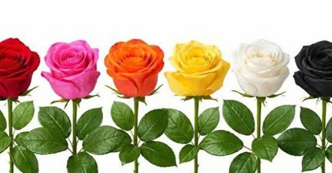 Choose a Rose and Discover Your Personality Type