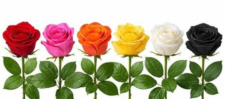 Choose a Rose and Discover Your Personality Type