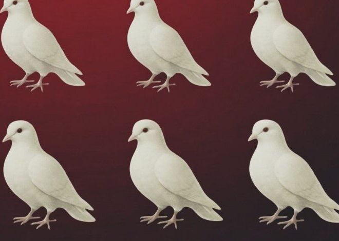 The True Meaning Behind Seeing Doves Around You
