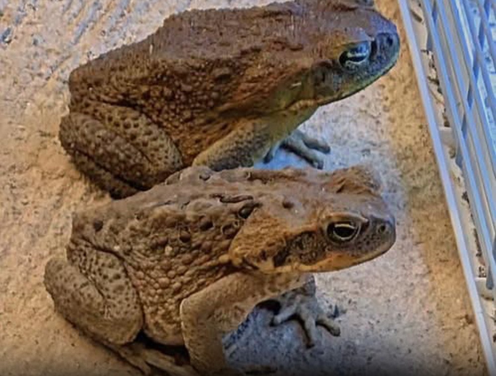 Did you know that toads come to your house when…