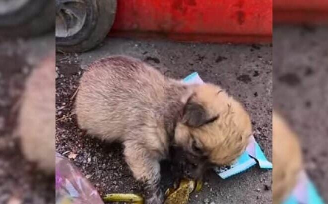 Kind People Rescue A Sad Puppy Who Crawled Around The Trash, Hoping To Find Some Leftovers