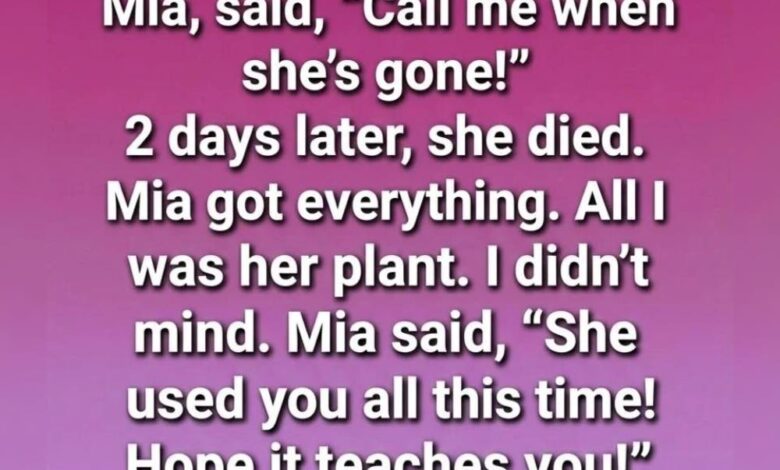 Hidden Beneath the Jade Plant — A Story of Gentle Love, Wrong Assumptions, and an Unforeseen Inheritance.