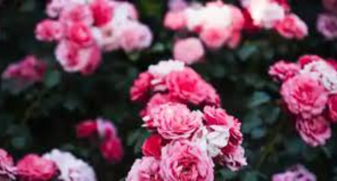 My Teen Neighbor Left a Note Saying ‘Help Me’ Under My Rose Bush – When I Walked Into Her House, I Couldn’t Breathe