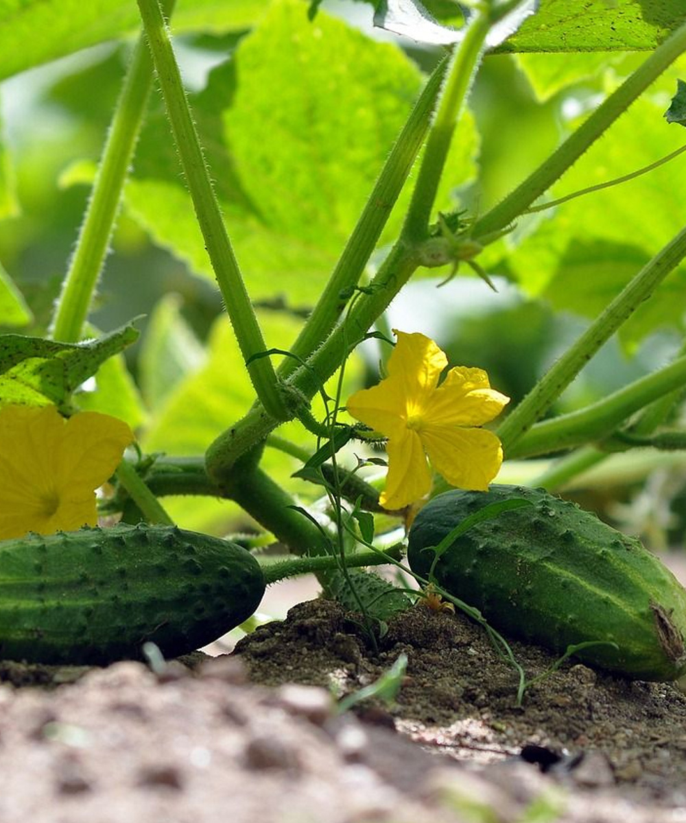 Doctors reveal that eating cucumbers causes…