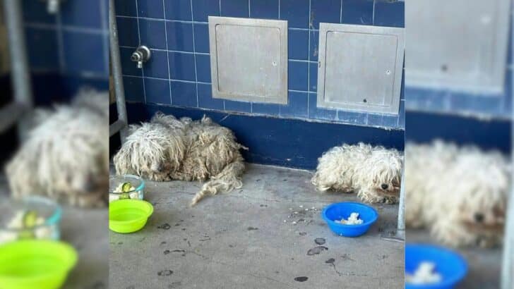 Two Dogs Found Refuge in a California School, Until a Special Person Stepped In to Help
