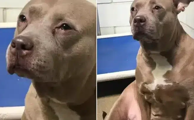 Pittie Mom Can’t Stop Crying For Her Puppies After Being Abandoned At Shelter