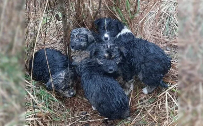 Rescuers Received A Call About A Litter Of Puppies On A Mountain Top So They Rushed To Help