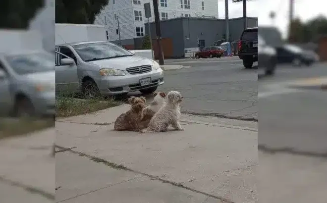 Dog Family Would Not Leave The Place Where They Were Abandoned Until They Met Their Rescuers