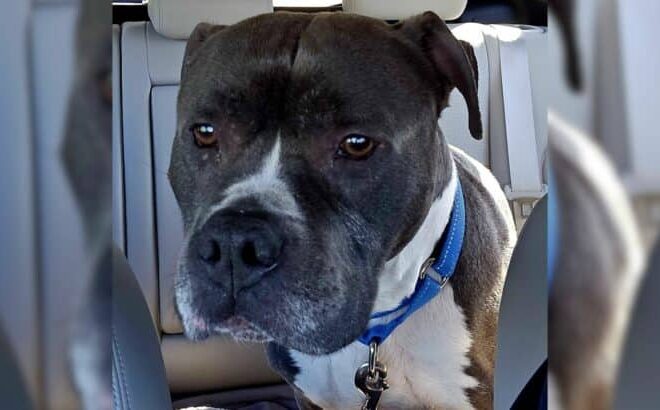 Confused Dog Ends Up At Shelter After 9 Years In A Loving Home At No Fault Of His Own