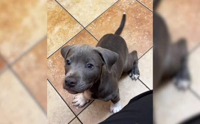 Vet Assistant from Atlanta Left Completely Heartbroken After Owner Leaves Adorable Puppy At Clinic For 3 Days