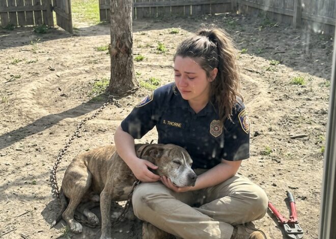 I’m A 23-Year-Old Animal Control Officer In Texas — Last Spring I Cut An 8-Year Chain Off A Pit Bull Who Had Been Tied To A Tree His Entire Life, And What He Did Next Wasn’t What Anyone Trained Me To Expect