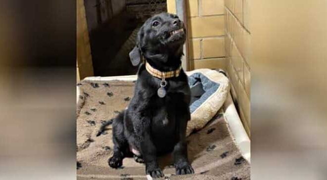 Shelter Puppy Greets Visitors with a Big Smile, Hoping for a Forever Home