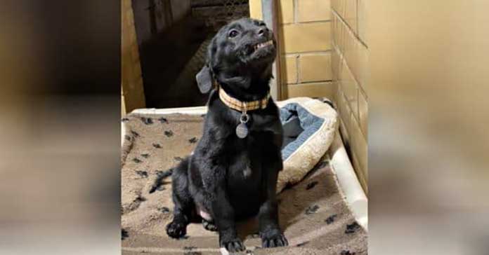 Shelter Puppy Greets Visitors with a Big Smile, Hoping for a Forever Home