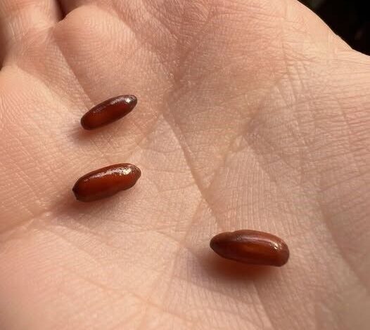 Mystery of the Crimson Capsules Why Finding These Strange Glossy Objects on Your Bed Might Be the Most Relatable Scare You Will Ever Face