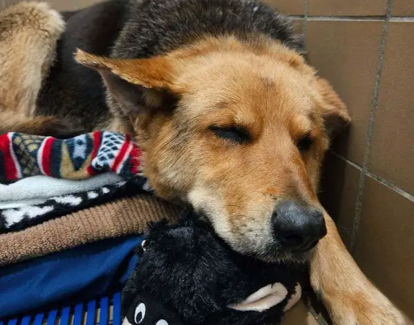 Dog seen Wandering on the Streets of Detroit with Stuffed Animal got Rescued!