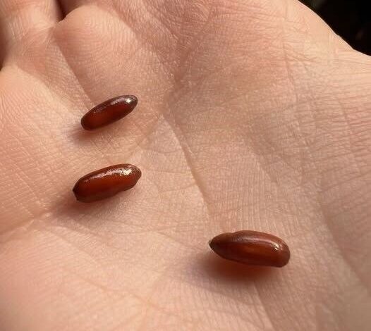 Enigma of the Reddish Gel Capsules Why Discovering These Odd Shiny Items on Your Pillow Might Be the Most Relatable Fright You Will Ever Experience