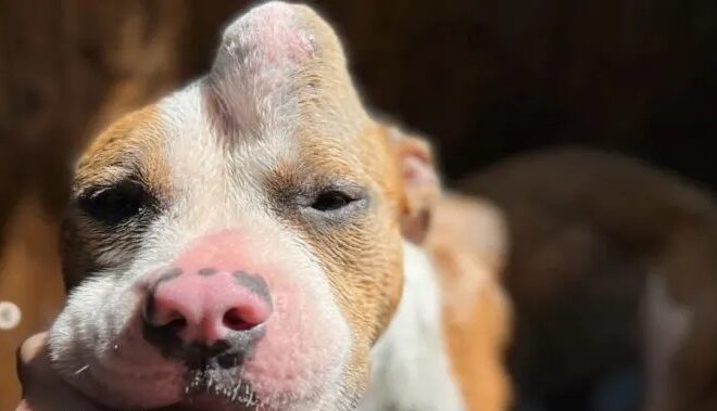 Young Pit Bull With Huge Head Lump Waited Alone For Someone To Care
