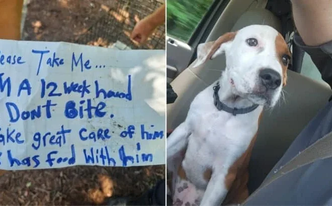 Officers Were Stunned When They Read The Note Found Next To The Abandoned Puppy