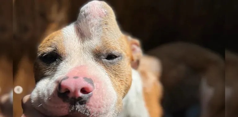 Young Pit Bull With Huge Head Lump Waited Alone For Someone To Care