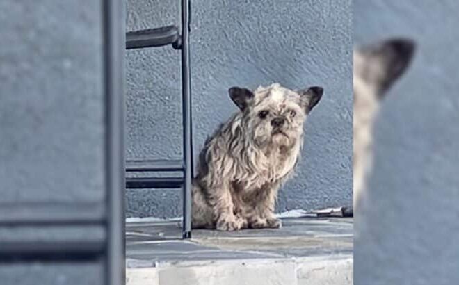 Tiny Dog Shows Up On A Random Porch, Begging For Someone To Give Her A Chance