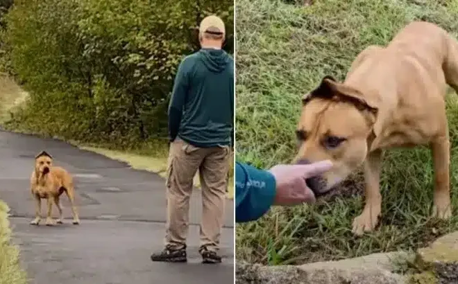 Couple Spends A Year Rescuing Real-Life Scooby Doo And Putting A Smile Back On His Face