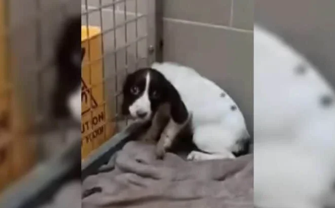 Dog Was So Abused In The Past That Now She “Soils Herself” When Anyone Comes Close