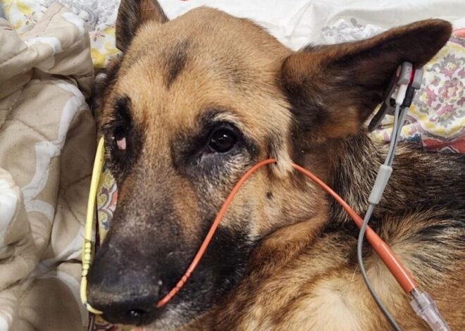 From a Dark Basement Floor to the Light of Love: Hope’s Miracle
