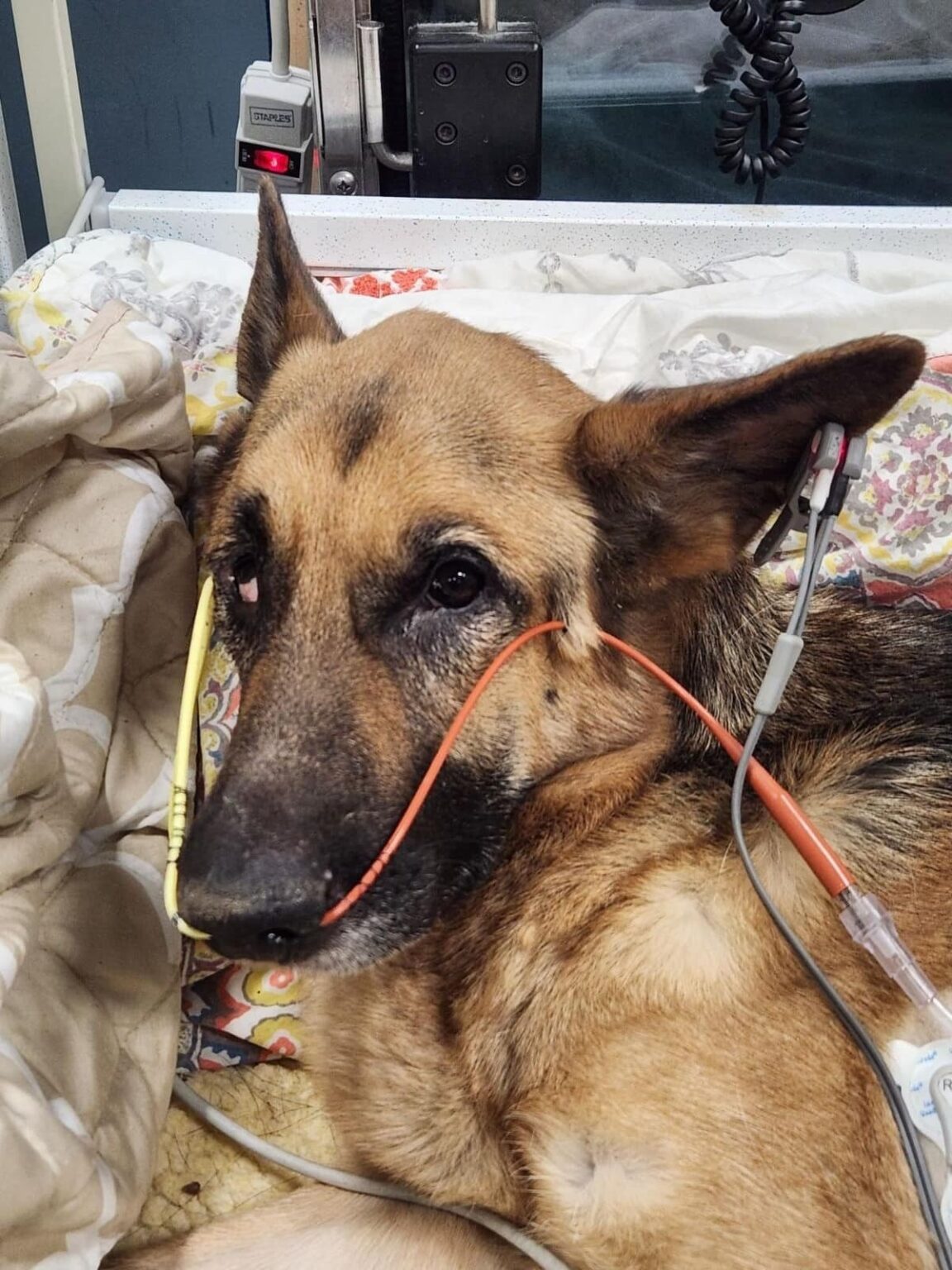 From a Dark Basement Floor to the Light of Love: Hope’s Miracle