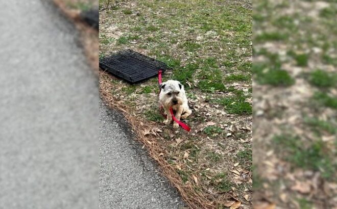 Woman Was Deeply Saddened To See A Sweet Pup Tied To A Crate So She Went To Help