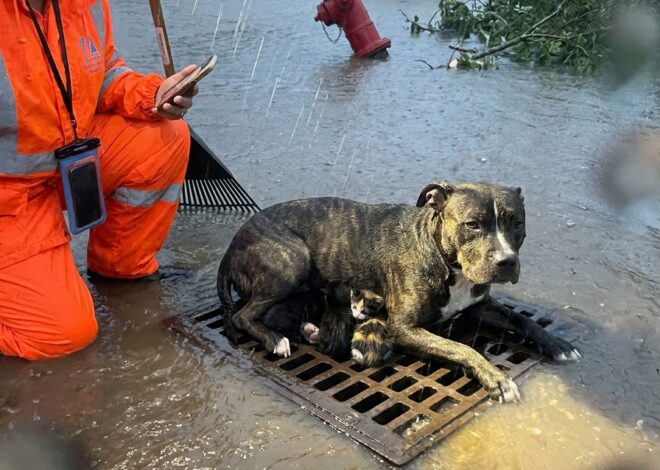 Part 2: A House Fire In Rural Kentucky Destroyed Everything My Brother Owned — When The Fire Marshal Walked The Ruins The Next Morning, He Found A Pit Bull Named Ash Lying In The Ashes Of The Living Room. The Dog Refused To Leave For Six Weeks.