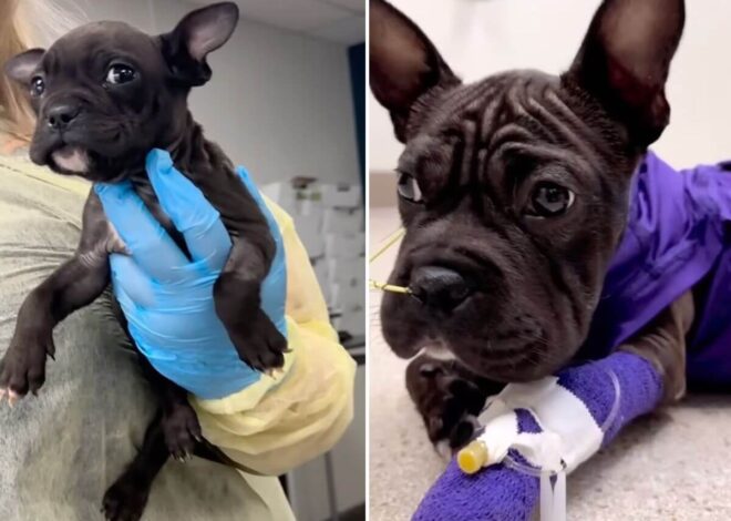 They Put This 10-Week-Old Puppy on the Euthanasia List. Then He Started Proving Everyone Wrong