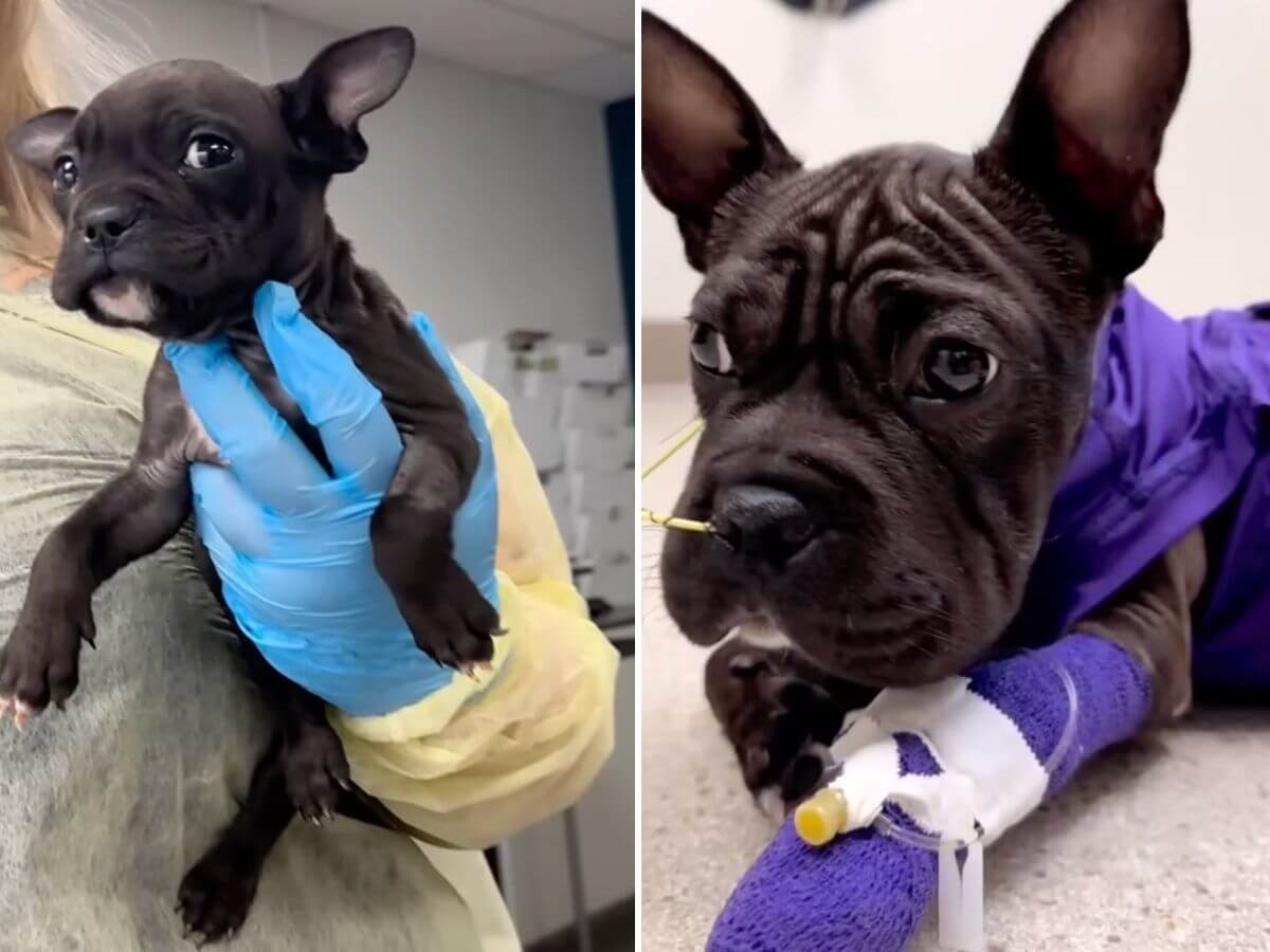They Put This 10-Week-Old Puppy on the Euthanasia List. Then He Started Proving Everyone Wrong