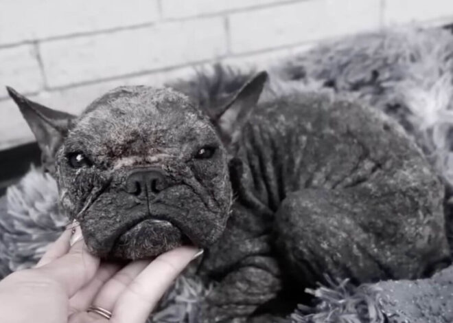 She Had Every Reason to Fear People. Instead, This Tiny Puppy Chose Love