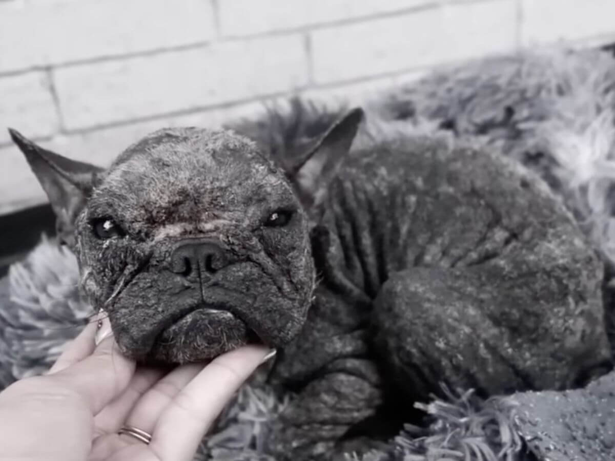 She Had Every Reason to Fear People. Instead, This Tiny Puppy Chose Love