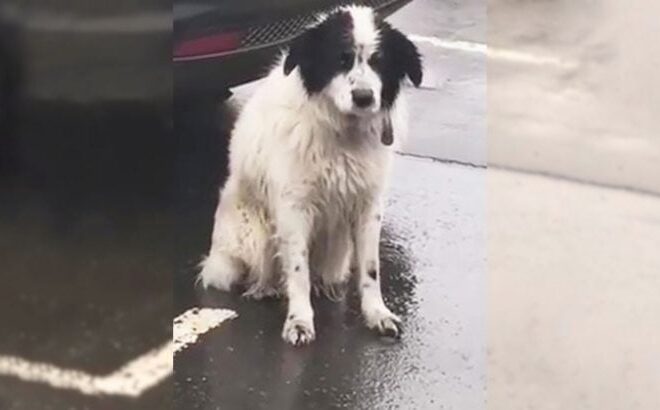 A Loyal Abandoned Pup Spent Hours Waiting In The Pouring Rain, Believing His Owners Would Return For Him