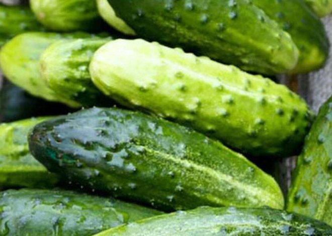 Doctors reveal that eating cucumber in salads causes…