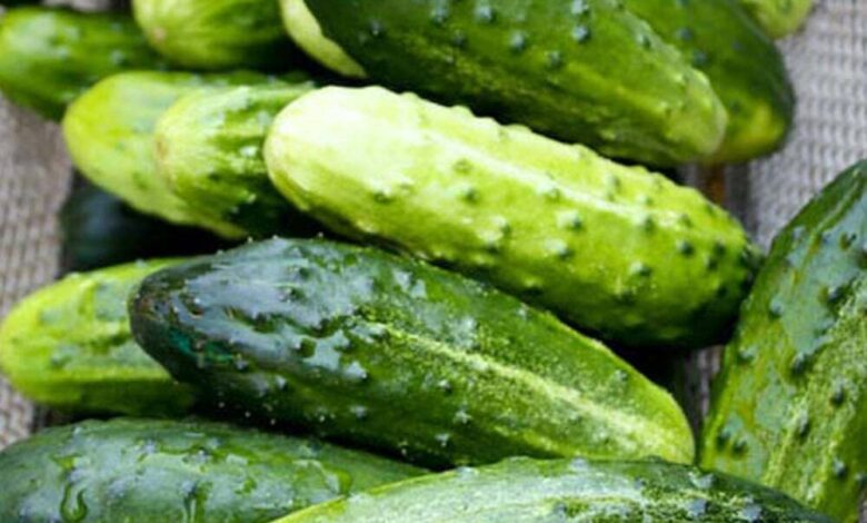 Doctors reveal that eating cucumber in salads causes…