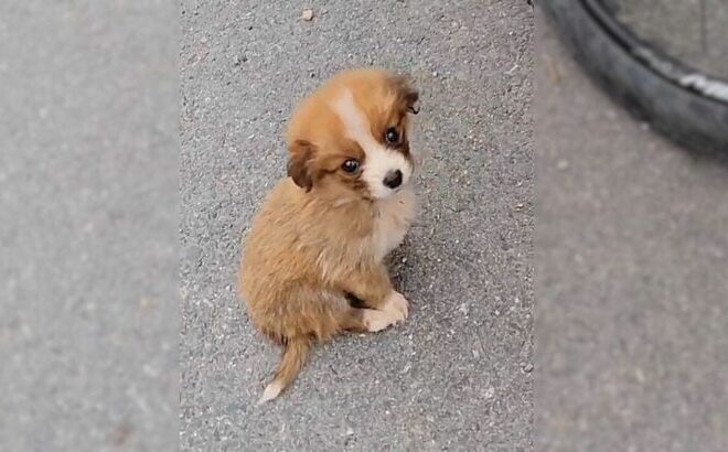 A Cyclist Was Just Minding His Business When He Discovered A Stray Puppy On The Trail