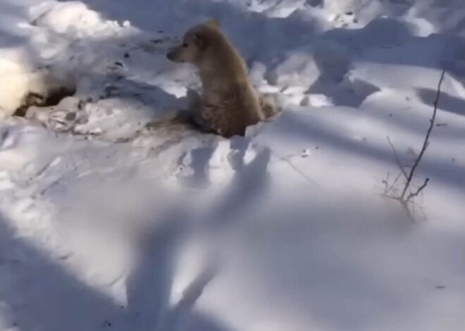 They Left Her Paralyzed in the Snow. One Woman Refused to Let Her Die.