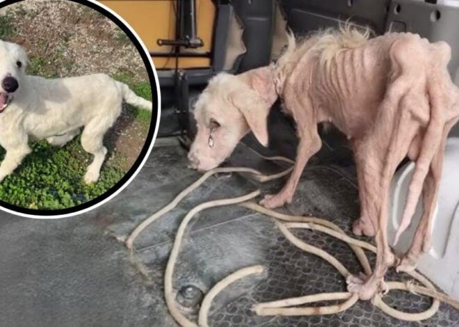 Skiper Cried for Days on a Chain. What Happened Next Saved His Life