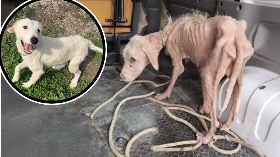 Skiper Cried for Days on a Chain. What Happened Next Saved His Life