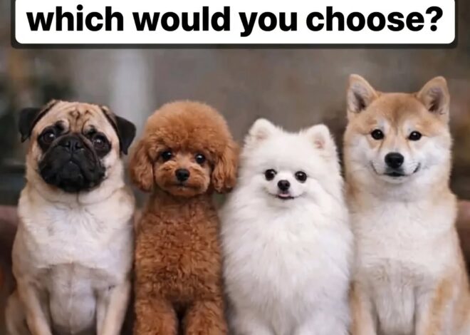 If you had to adopt one, which would you choose?