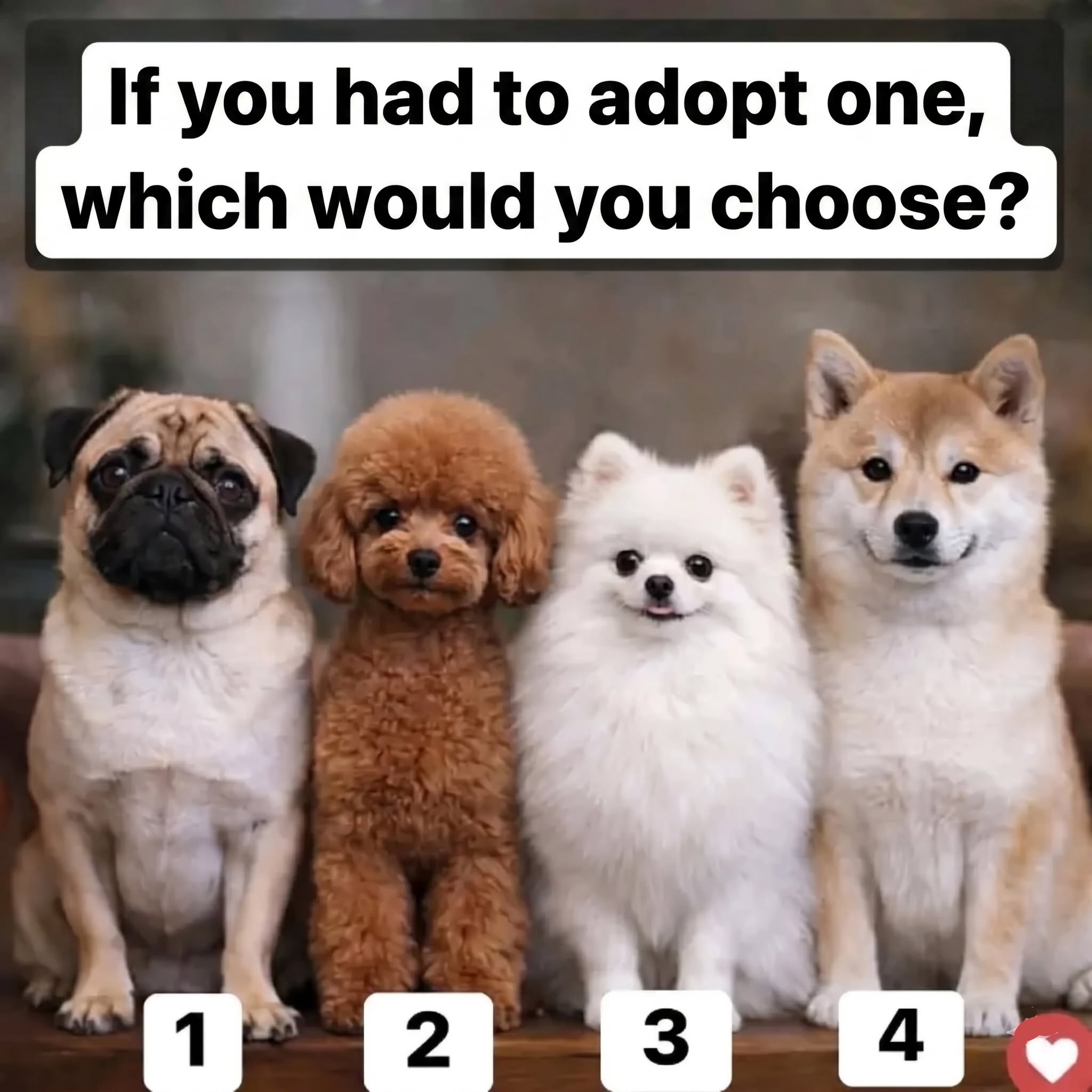 If you had to adopt one, which would you choose?