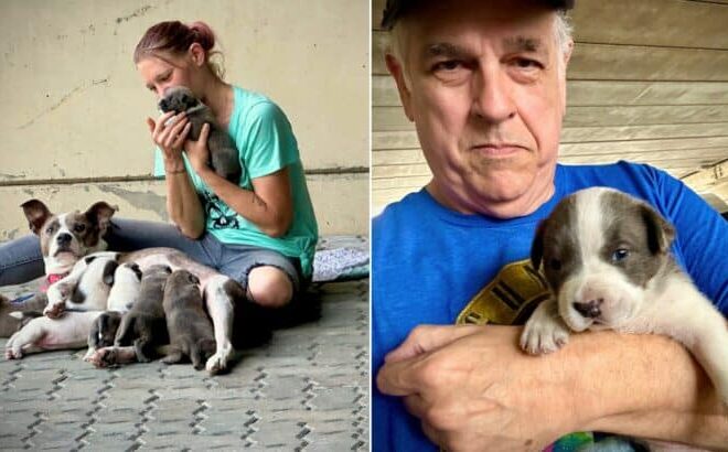 Kind Man Notices A Homeless Woman With 8 Puppies So He Offers Her A Helping Hand