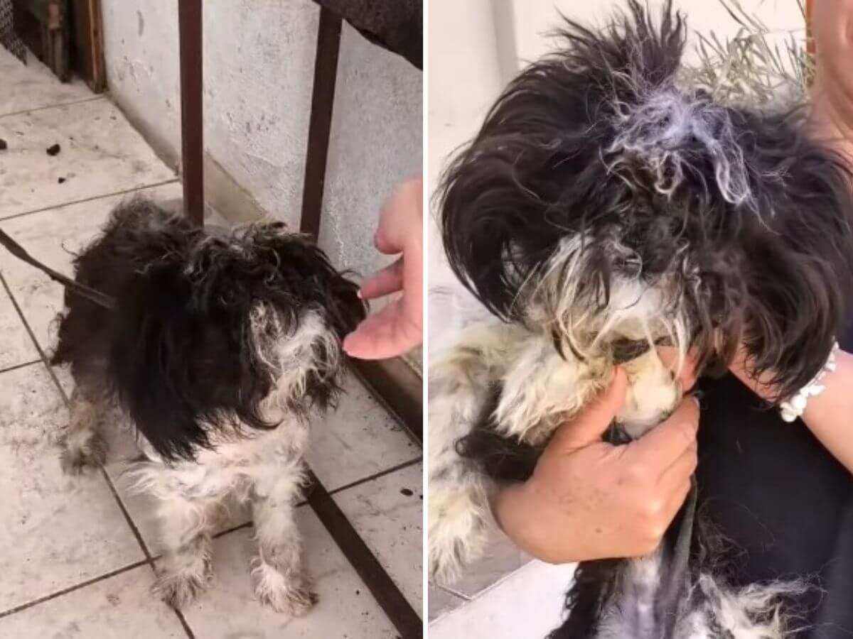 She Was Chained and Couldn’t See, Yet Still Wagged Her Tail at Everyone