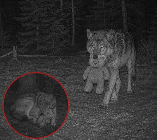 Researchers believe this Wolf suffered a ps.ycho.log.ical collapse after lo.si.ng her Pup 💔